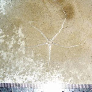 Geocoma libanotica 39