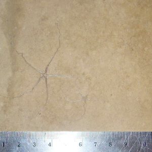 Geocoma libanotica 46