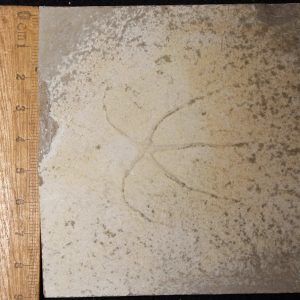 Geocoma libanotica 60