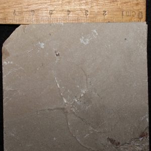 Geocoma libanotica 61