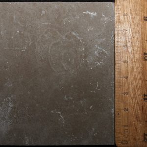 Geocoma libanotica 62