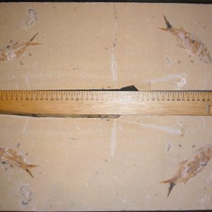 Sedenhorstia dayi 04