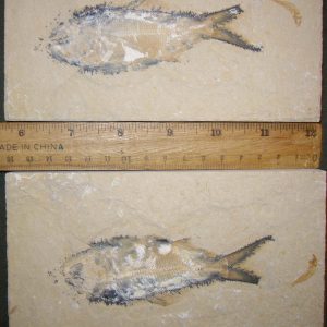 Sedenhorstia dayi 13