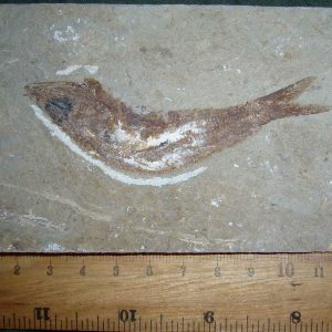 Sedenhorstia dayi 21