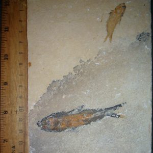 Sedenhorstia dayi 22