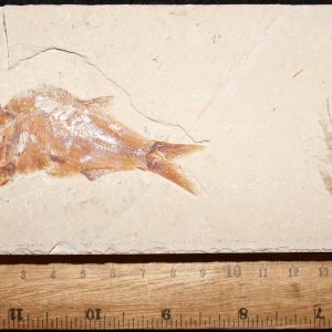 Sedenhorstia dayi 26