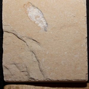 Acanthophoenicides peterpani 13