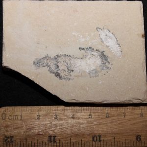 Acanthophoenicides peterpani 18