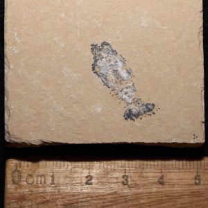 Acanthophoenicides peterpani 19