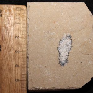 Acanthophoenicides peterpani 21