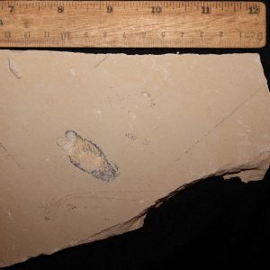 Acanthophoenicides peterpani 27