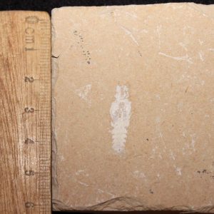 Acanthophoenicides peterpani  37