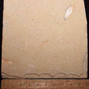 Acanthophoenicides peterpani  43