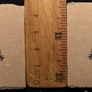 Acanthophoenicides peterpani  45