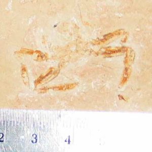 Geryon hakelinsis 08