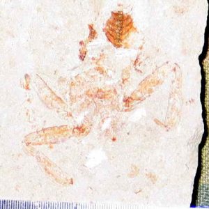 Geryon hakelinsis 09