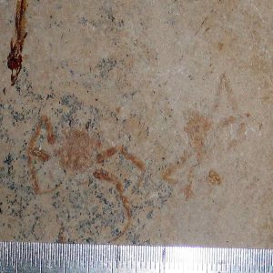 Geryon hakelinsis 13