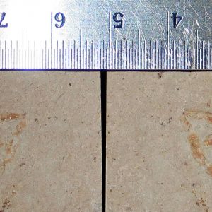 Geryon hakelinsis 14