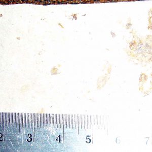 Geryon hakelinsis 18