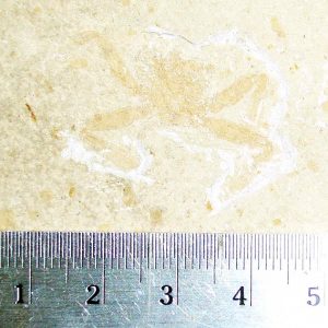 Geryon hakelinsis 19