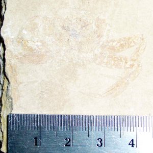 Geryon hakelinsis 21