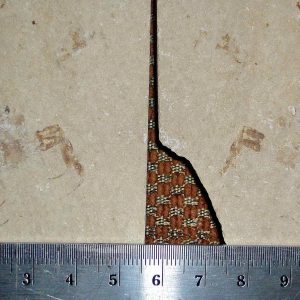 Geryon hakelinsis 22