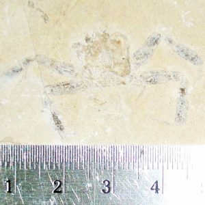 Geryon hakelinsis 24