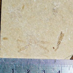 Geryon hakelinsis 27