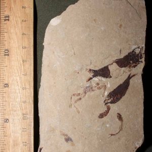 Geryon hakelinsis 34