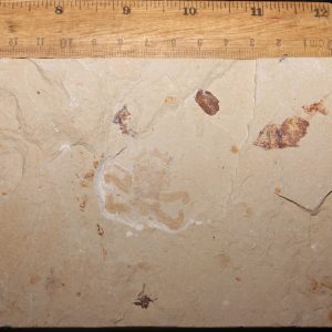 Geryon hakelinsis 39