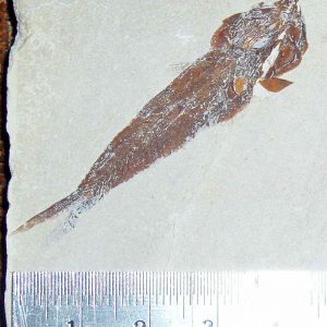Ornategulum 02
