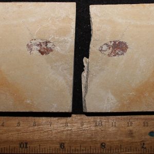 Plectocretacicus 29