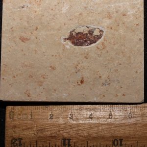 Plectocretacicus 33