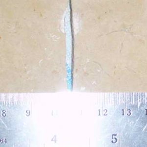 Diplomystus birdi 06R