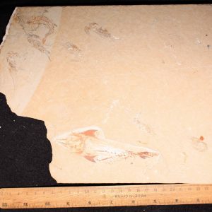 Coccodus 11R