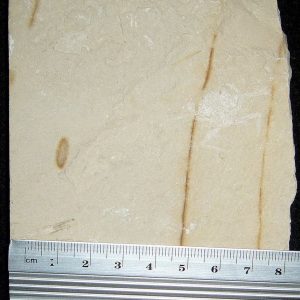 Corazzatocarcinus hadjoulae 02R