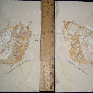 Diplomystus birdi 01R