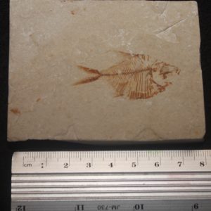 Diplomystus birdi 03R