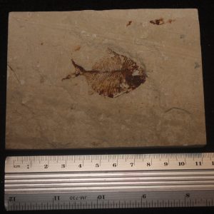 Diplomystus birdi 04R