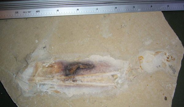 Squid 01R - Image 3