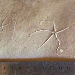 Geocoma libanotica 01R