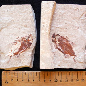 Ctenothrissa 02B