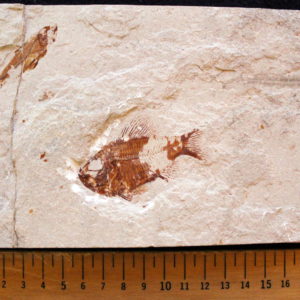 Ctenothrissa 03B