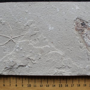 Geocoma libanotica 01B