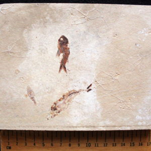 Geocoma libanotica 02B