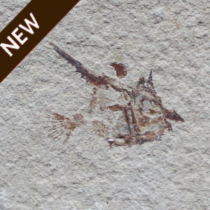 New Fossils (200)