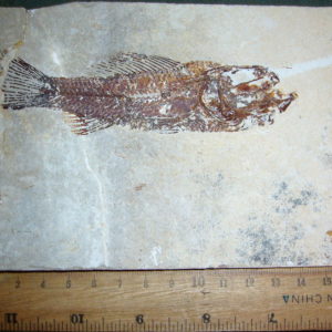 Pateroperca Libanica 17