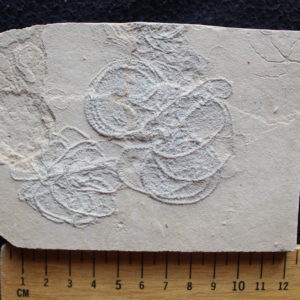 Crinoids 07B - Antedon pinnulata