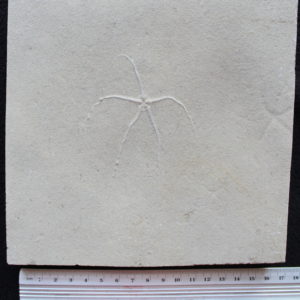 Geocoma libanotica 04R