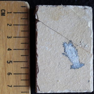 Acanthophoenicides peterpani 04R